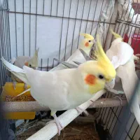 عروس هلندی