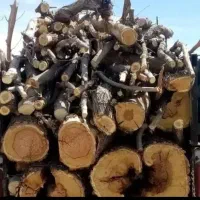 درخت وچوب همه نوع..تسویه نقدی..پای باسکول