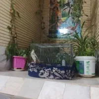 فروش خانه