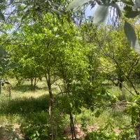 فروش-300-الی-500-متر-باغ-در-بهترین-جای-ابسرد