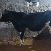 گوساله نر