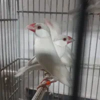 ۱۶ جفت فنج نرگسی مولد