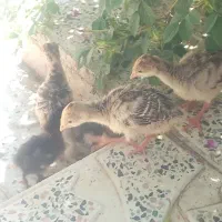 جوجه بوقلمون و برهما و جوجه لاری