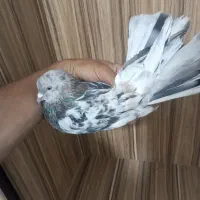 کبوتر سرور