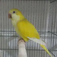 طوطی راهب سخنگو