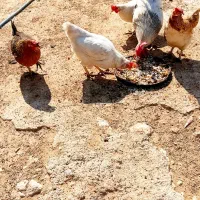 فروش مرغ محلی