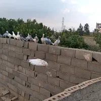 کفتر یا کبوتر بوم