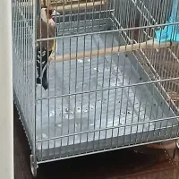 سهره|پرنده|رباط‌کریم, رباط‌کریم|دیوار