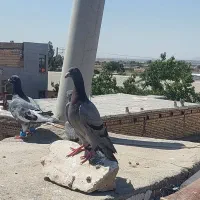 کفتر جوجه