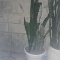 گل وگلدان سانسوریا
