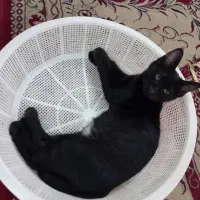 دوتا بچه گربه ۳ماهه