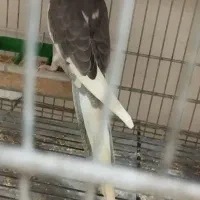 طوطی عروس