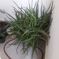 فروش گل مصنوعی