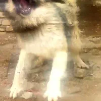 سگ.|سگ|شیراز, کاراندیش|دیوار