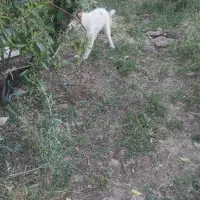 سگ ژرمن دوماه سفید