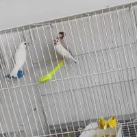 مرغ عشق تعداد مرغ مینا عروس هلندی فنچ کوتوله