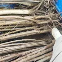 انواع نهال مثمر و غیر مثمر ،صنوبرنگرا ترکیه،