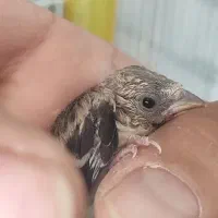 دوعدد جوجه سهره عتیقه نر