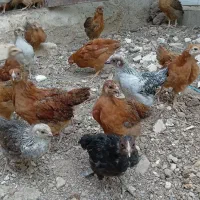 جوجه رسمی