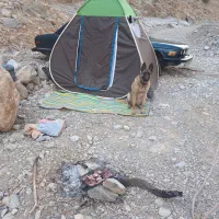 سگ  مالینویز