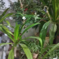گل برگ موزی