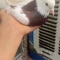 کفتر طوقی