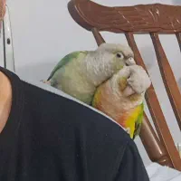 گرینچیک نر و ماده