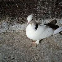کبوتر پاپر بوشهری