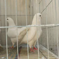 ۶کفترکبوتر پرنده دولاب اصل خالپیس سفید دولابی طلا