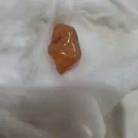 کهر بای زنده