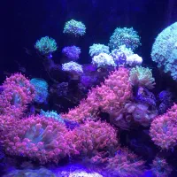 شقایق رز بابل/شقایق بابل/مرجان آبشور/آب شور