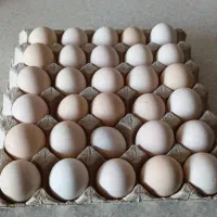 لبنیات محلی تخم مرغ