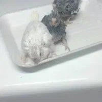 جوجه عروس هلندی