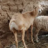 گوسفند بوری