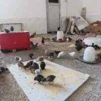 جوجه