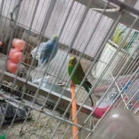 جفت مرغ عشق سرحال
