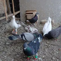 کبوتر پرشی