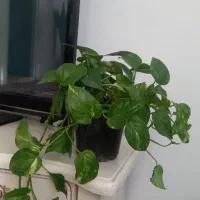 پتوس