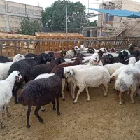 میش درجه 1