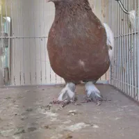 کبوتر سین گلی