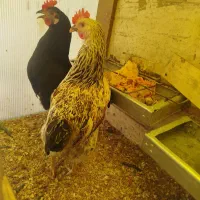 مرغ تخم گذار محلی و دان مرغ
