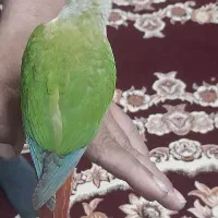 گرینچیک