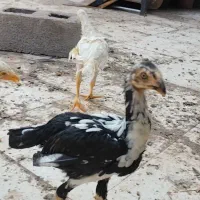 جوجه لاری افغان اصیل