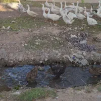 اردک و...