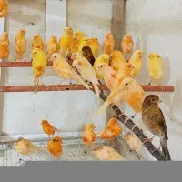 سالن پرورش قناری رنگی سیرجان