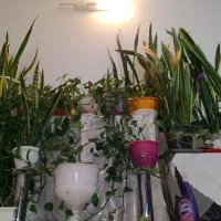 گل سانسوریا