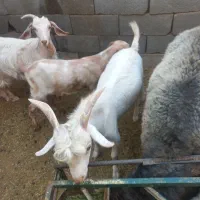 ۴ راس کهره گوشتی داشتی