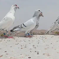 سار کاکلی خواف