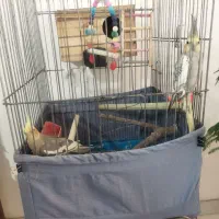 یه جفت عروس هلندی