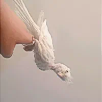 جوجه عروس هلندی